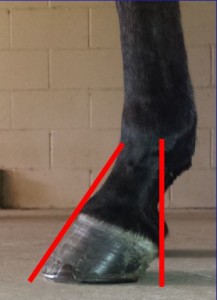 Alignment side equine hoof