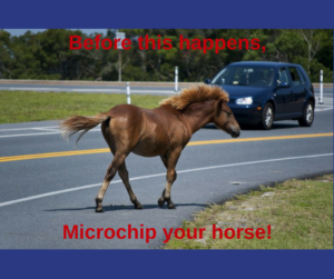 equine microchip