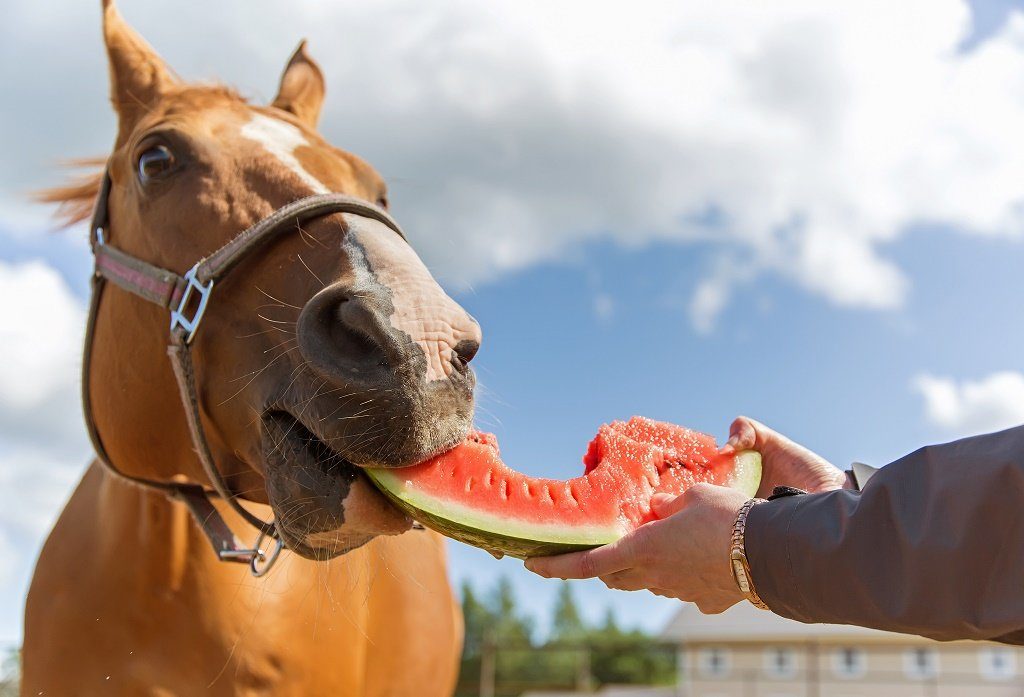 Tuesdays with Tony Horse Treats Springhill Equine Veterinary Clinic