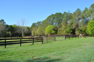 Springhill Equine Veterinary Clinic grass fenced paddocks