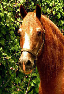 Horse wellness care program