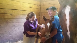 New foal gets check up