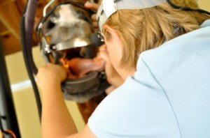 Routine and emergency Equine dental care