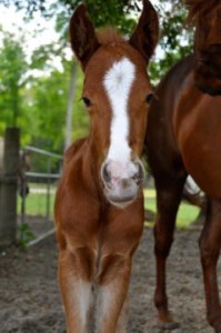 Equine Reproduction Services by Springhill Equine