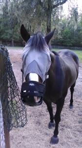 Horse with fly mask and grazing muzzle