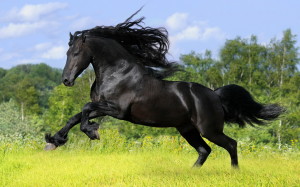 black horse equine color genetics