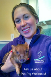 Springhill Equine loves pet pigs!
