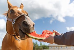 healthy horse treats