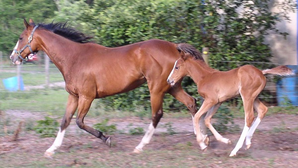 Breeding and Foaling