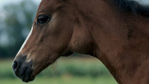 Horse Strangles swollen lymph nodes