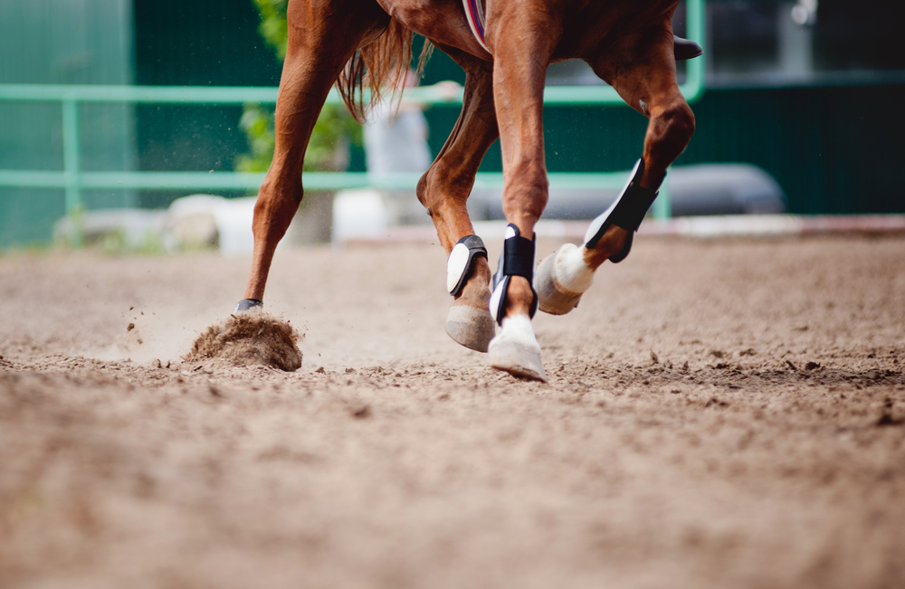 Horse Boots: Fashionable Equine Leg Wear