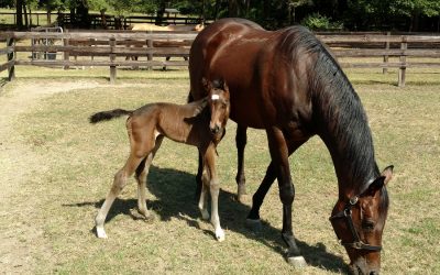 Mare Reproduction Process