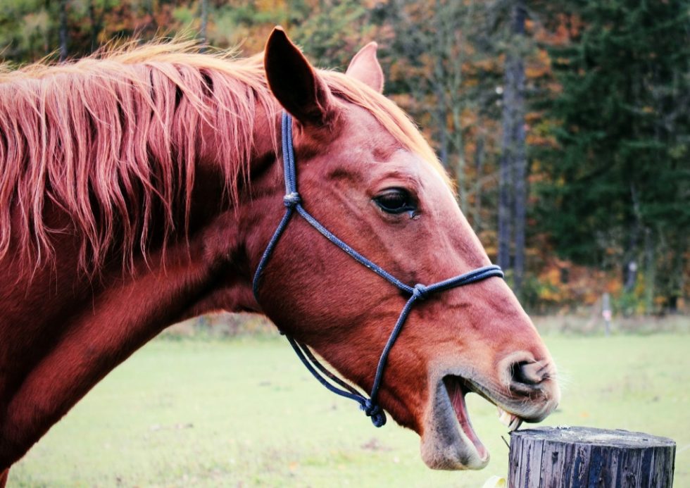 What Is Cribbing For Horses at Pauline Chambers blog