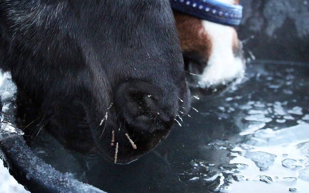 Equine BioSecurity