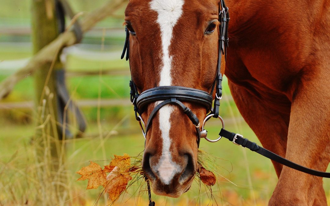 Toxic Plants for Horses