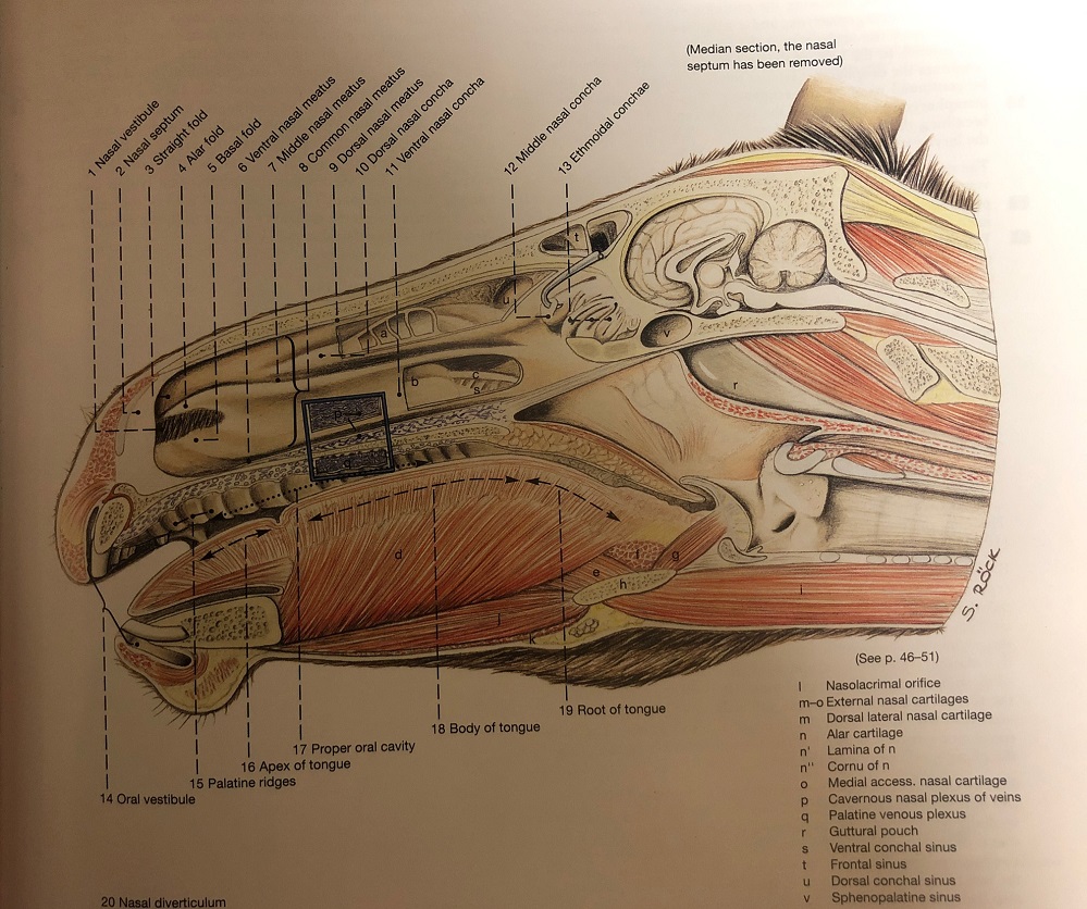 Picture from Anatomy of the Horse by Budras, et al