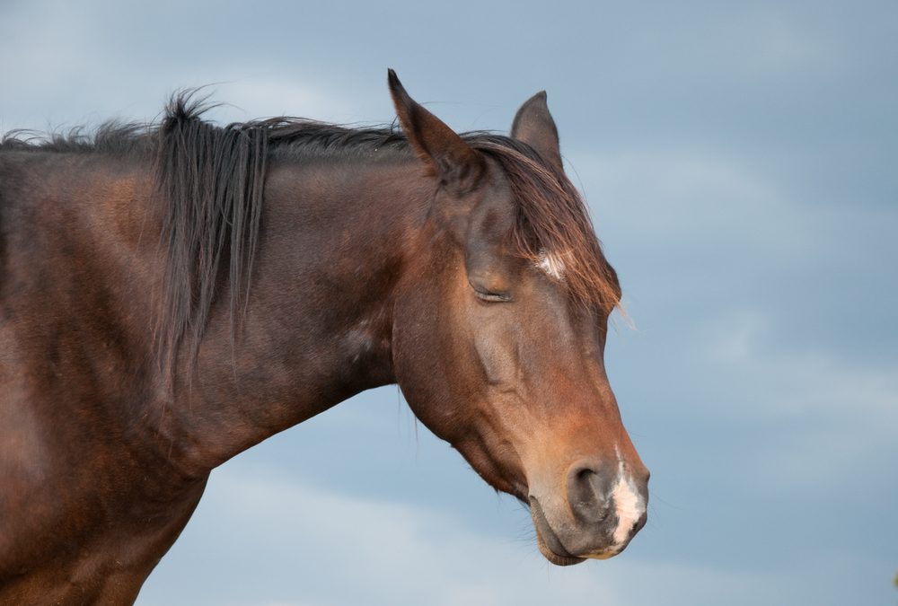 Narcolepsy in Horses