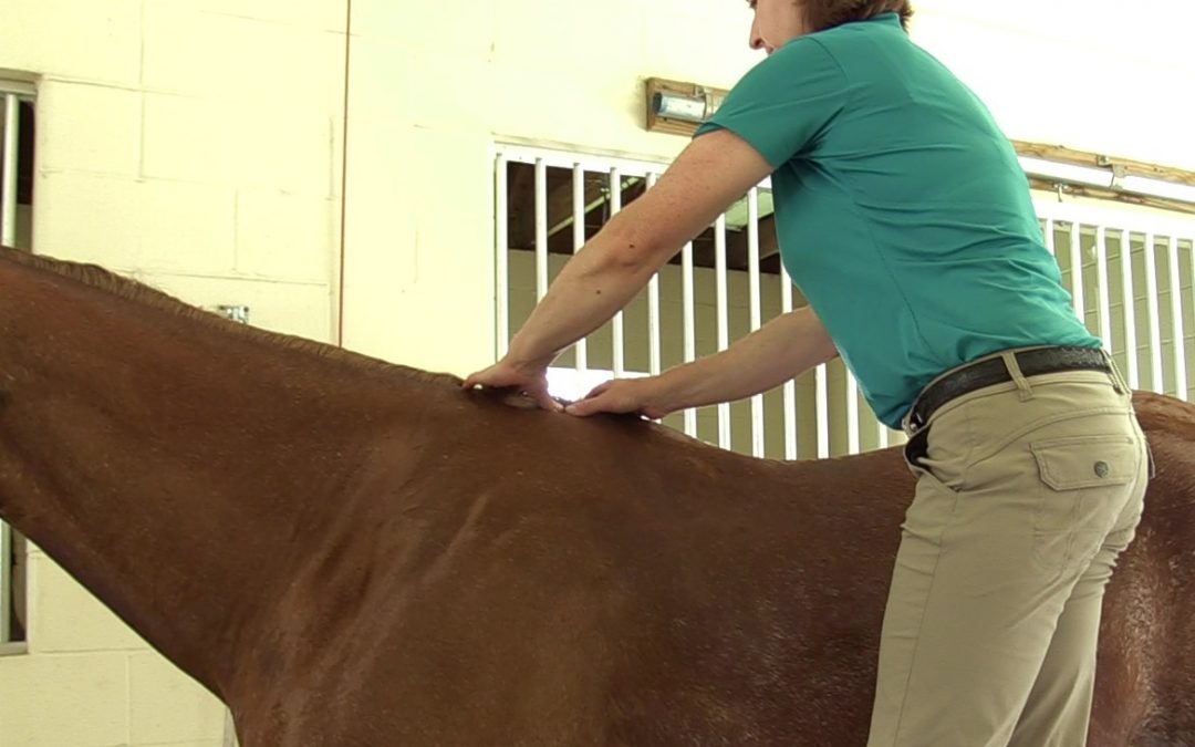 Equine Medical Manipulation