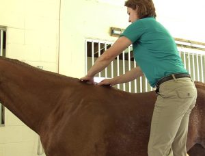 Springhill Equine Veterinary Clinic