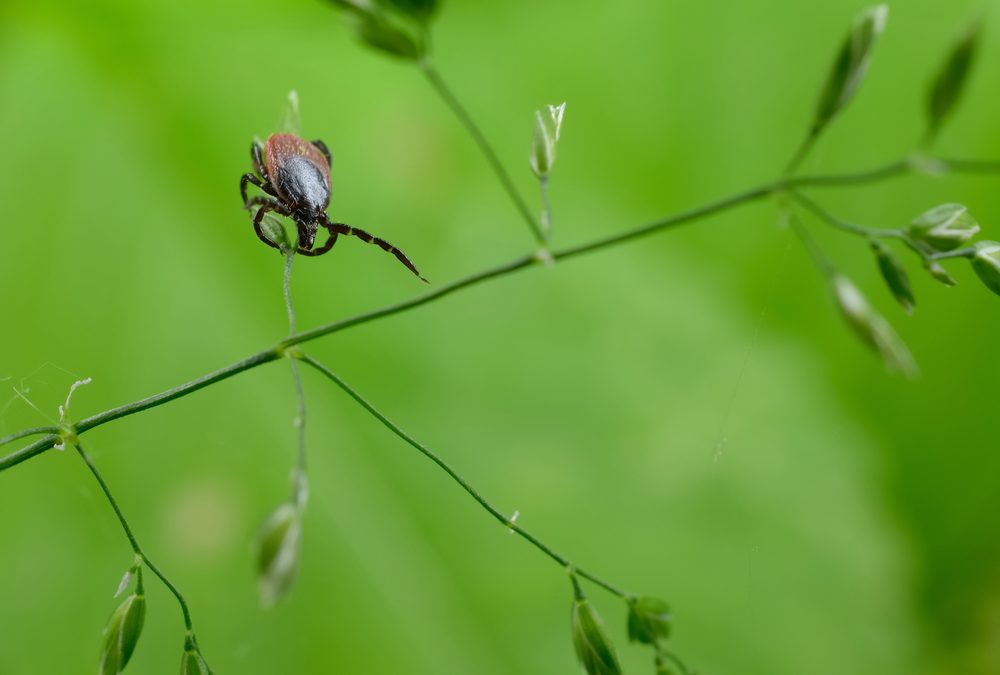 Ticks..the creepy crawling kind.