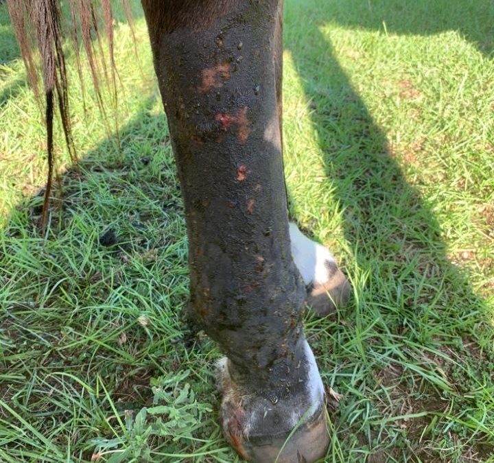 Equine Cellulitis