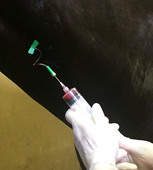 Springhill Equine Veterinary Clinic