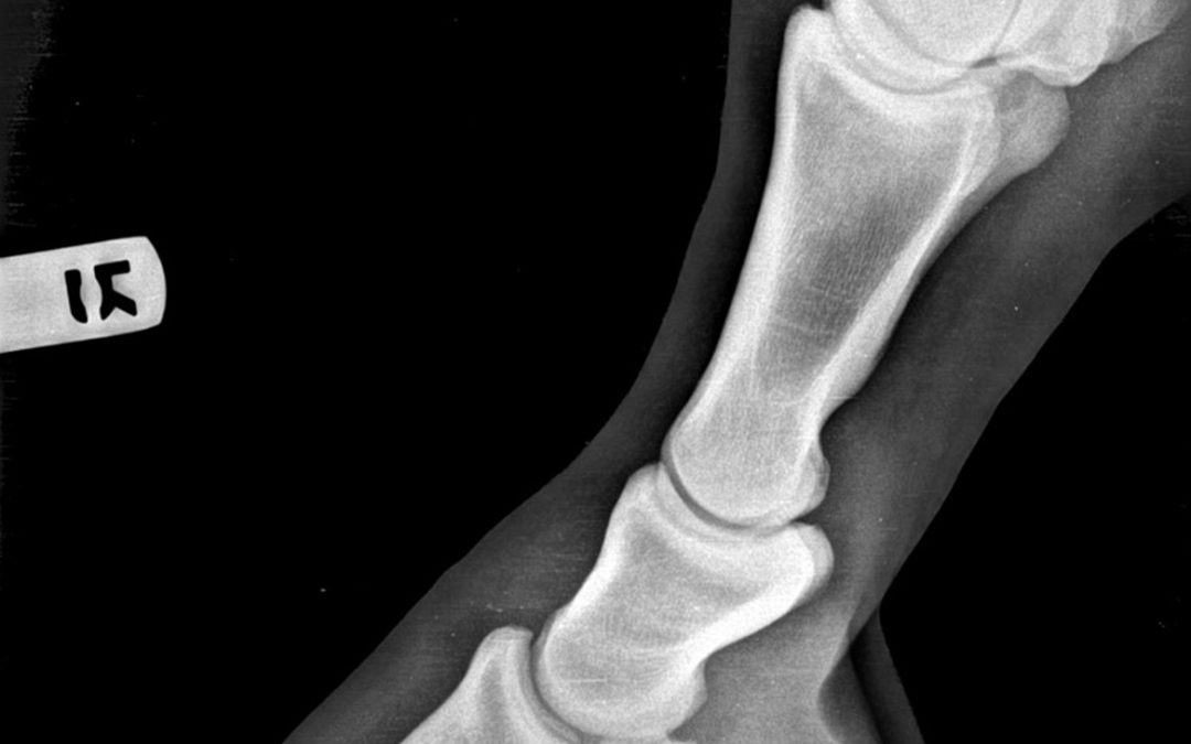 Hoof Radiographs