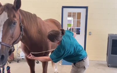 How to Weigh Your Horse