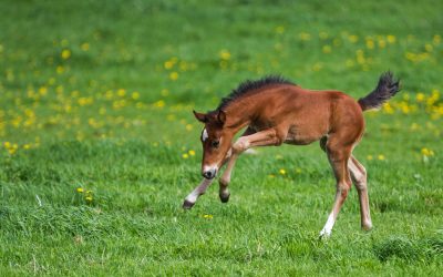 Foaling Prep