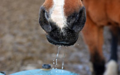 How to Lead a Horse to Water (and get him to drink)