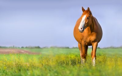 Breeding Older Mares