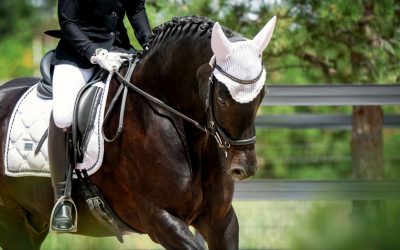 Fitness for Horses