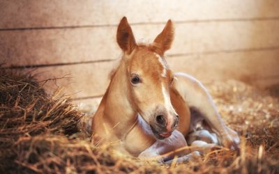 Foal Abnormalities