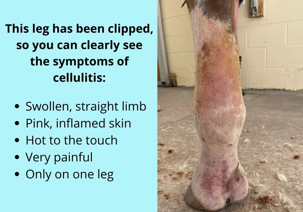 Cellulitis and Legs - Springhill Equine Veterinary Clinic