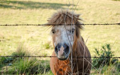 5 Preventable Reasons for Unplanned Vet Visits