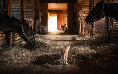 Barn Cat Care