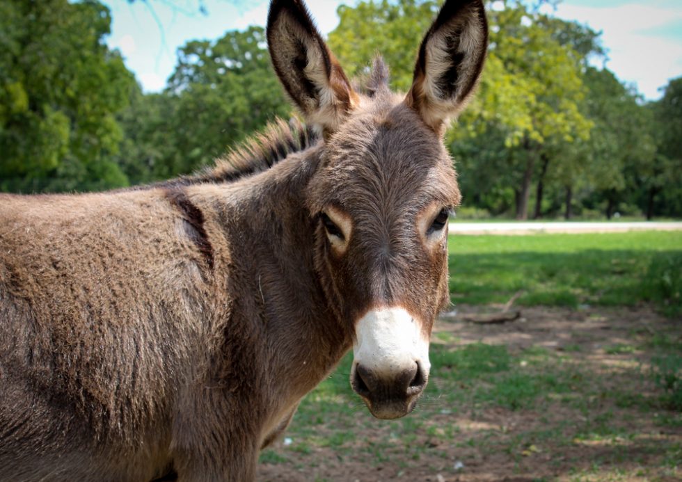 Donkey Care Springhill Equine Veterinary Clinic