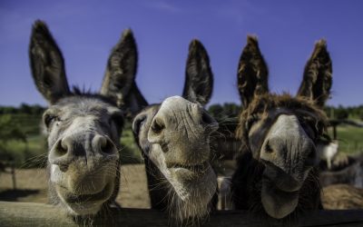 Donkey Care