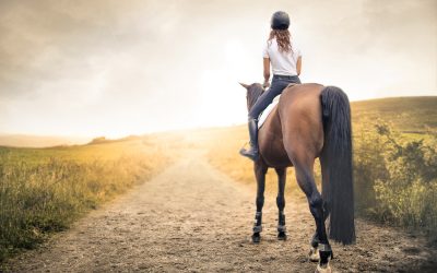 Equine Insurance