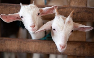 Sheep and Goat Parasite Management