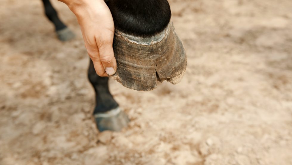 Wet Weather and Mushy Feet - Springhill Equine Veterinary Clinic