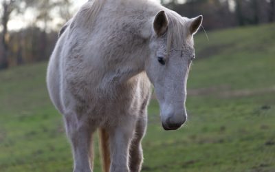 Neuro Behavior in Horses