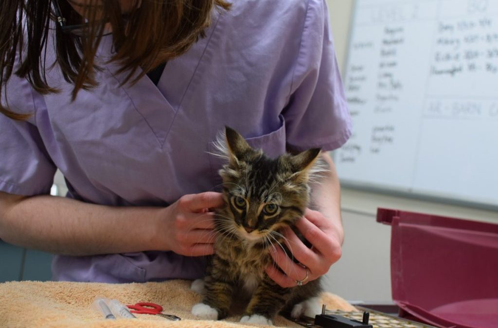 Teaching Puppies and Kittens to Love the Vet