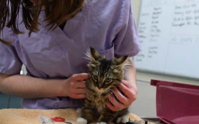 Teaching Puppies and Kittens to Love the Vet