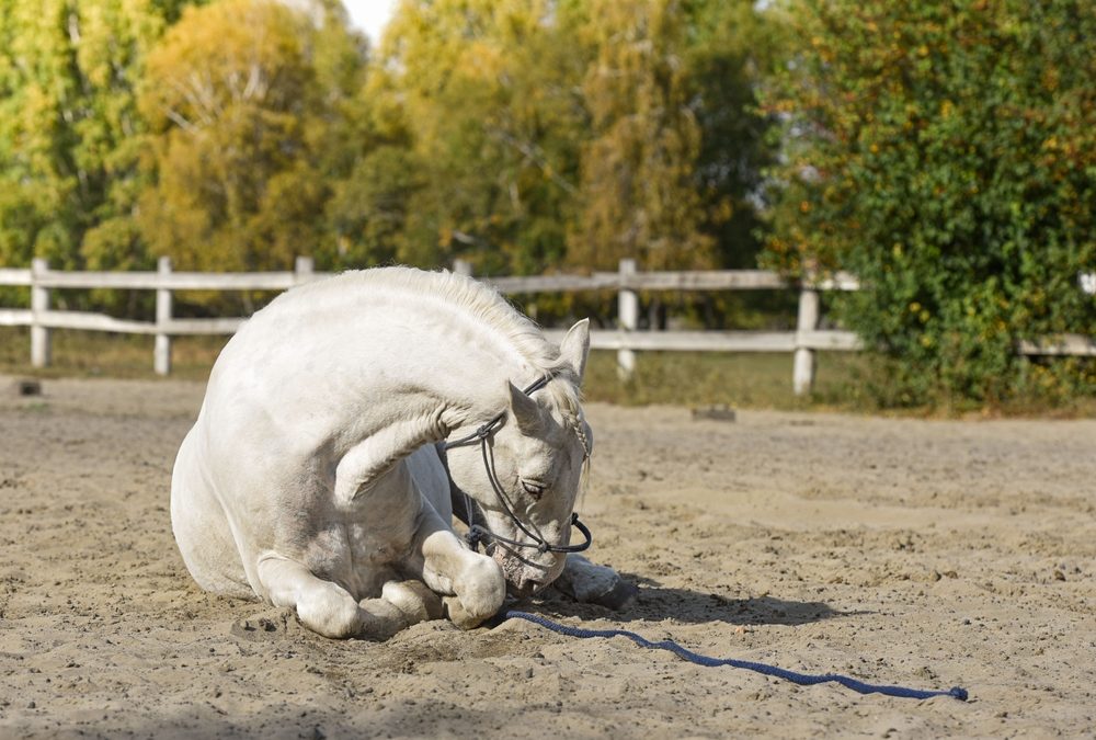 How to Help Your Vet Manage a Colic – Part 1