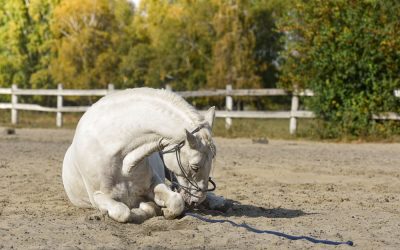 How to Help Your Vet Manage a Colic – Part 1