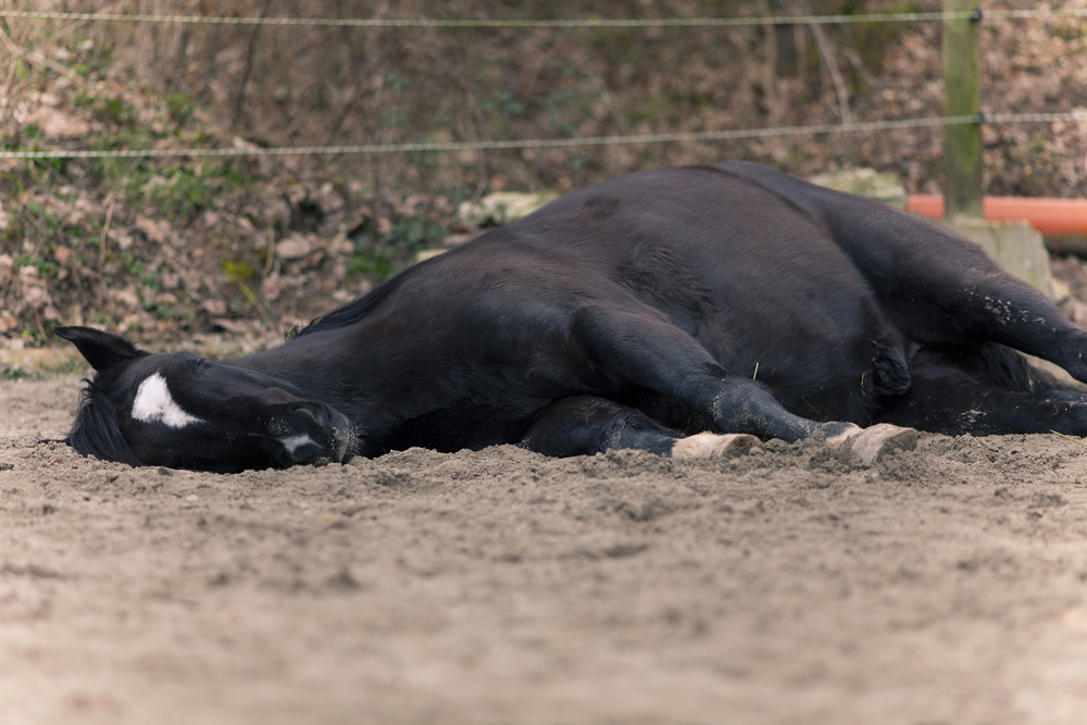 How to Help Your Vet Manage a Colic – Part 2