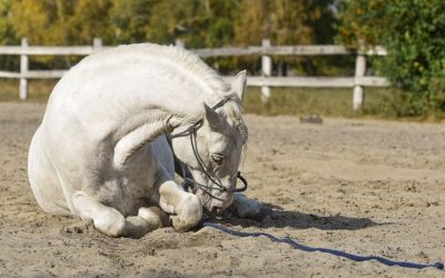 Types of Colic