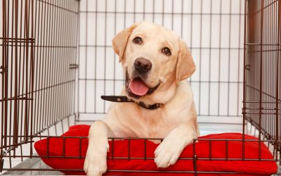 Crate Training Dogs