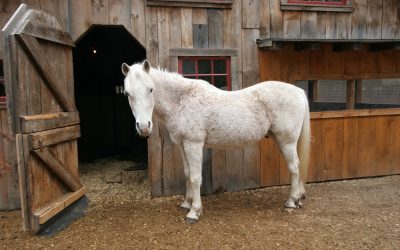 Equine Senior Care and Considerations